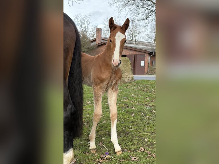 Hanovrien Étalon Poulain (02/2026) Alezan in Bruchhausen-Vilsen