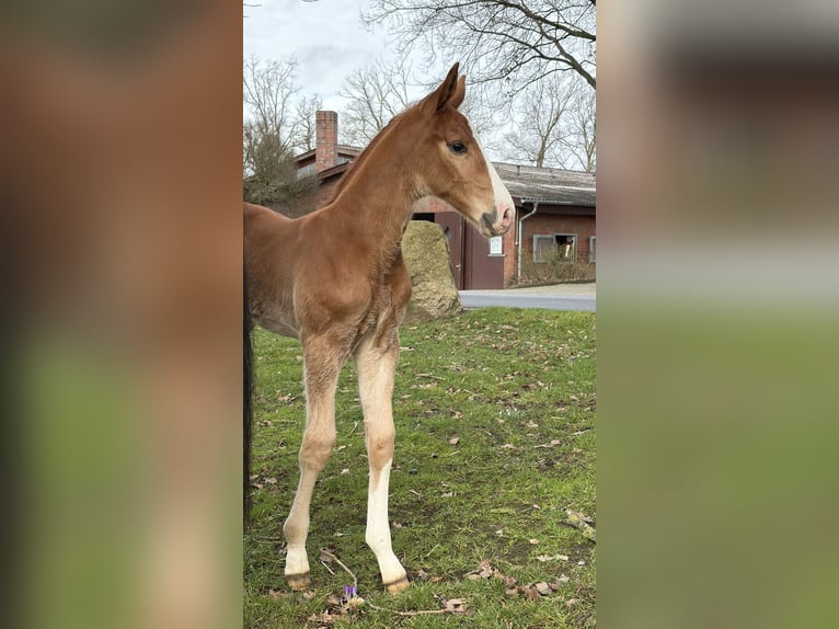 Hanovrien Étalon Poulain (02/2026) Alezan in Bruchhausen-Vilsen
