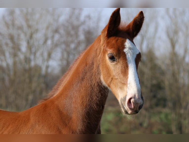 Hanovrien Étalon Poulain (02/2026) Alezan in Bruchhausen-Vilsen