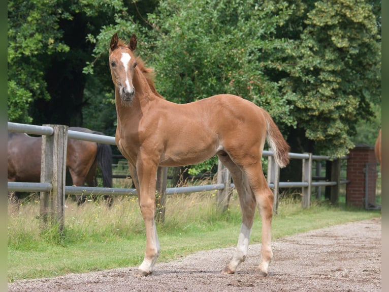 Hanovrien Étalon Poulain (05/2024) Alezan in Petershagen