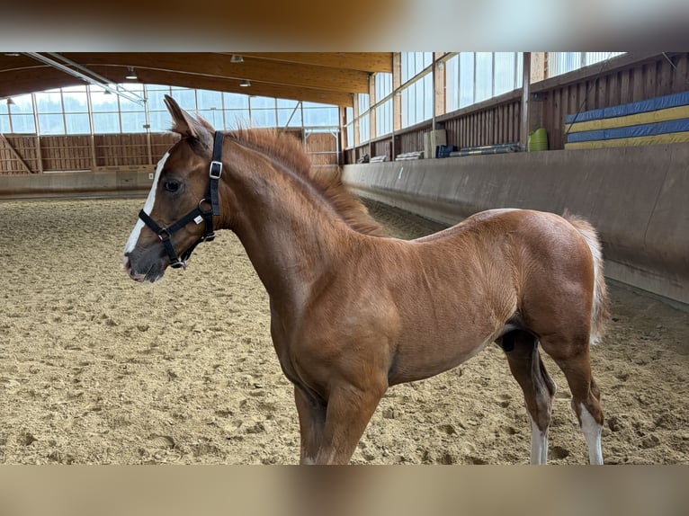 Hanovrien Étalon Poulain (05/2026) Alezan in Driedorf