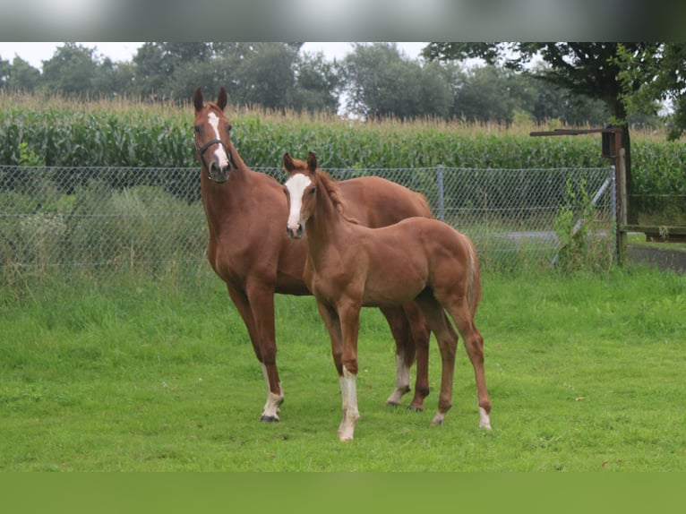 Hanovrien Étalon Poulain (04/2024) Alezan in Obernkirchen