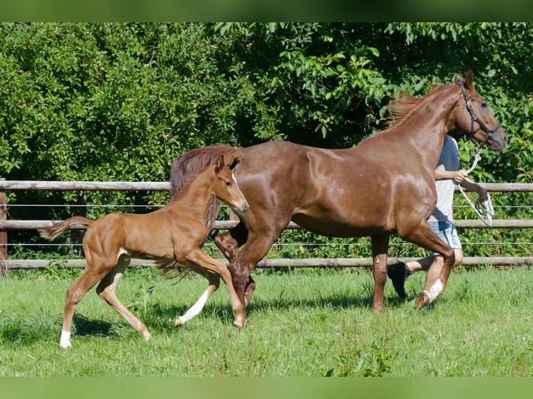 Hanovrien Étalon Poulain (06/2024) Alezan in Kettig