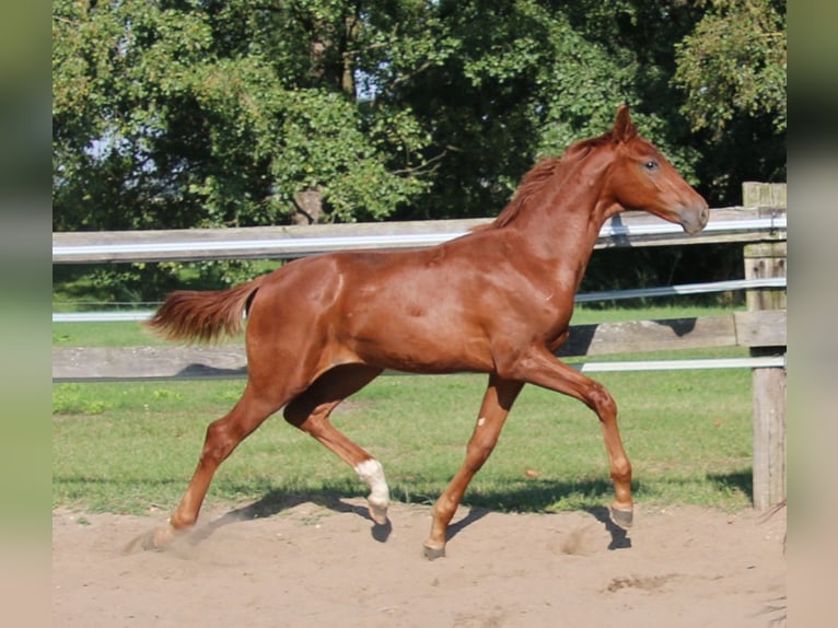 Hanovrien Étalon Poulain (03/2024) Alezan in Kremmen