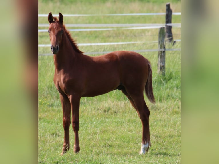 Hanovrien Étalon Poulain (03/2024) Alezan in Kremmen