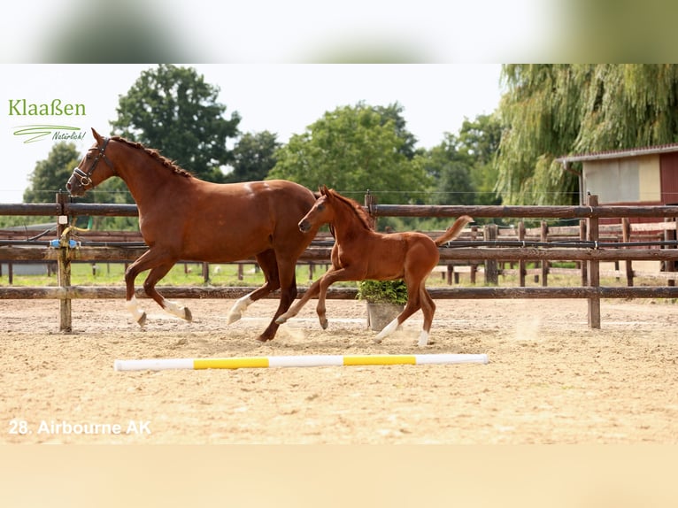 Hanovrien Étalon Poulain (06/2025) Alezan in Bocholt