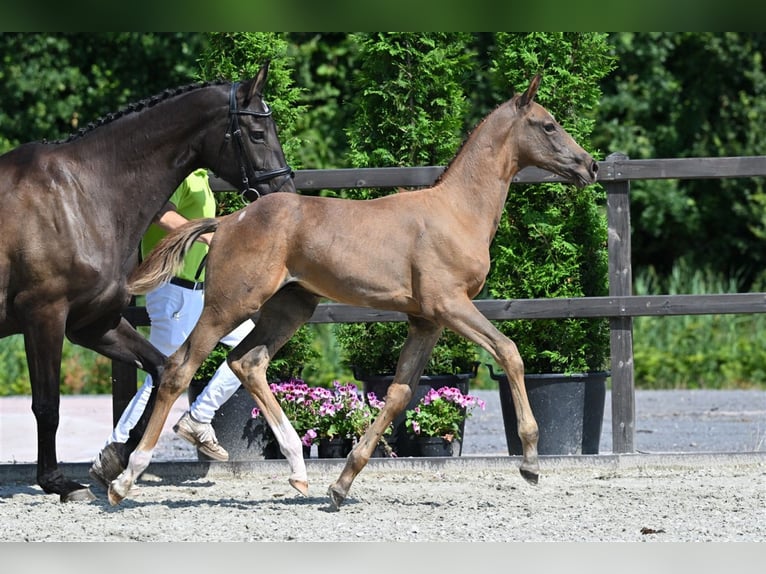 Hanovrien Étalon Poulain (05/2024) Aubère in Geesteren