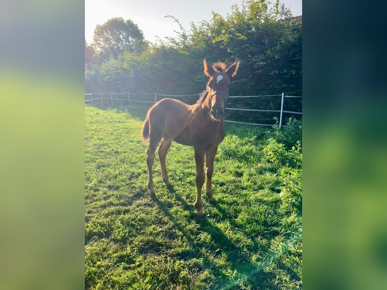 Hanovrien Étalon Poulain (05/2025) Bai in Braunschweig