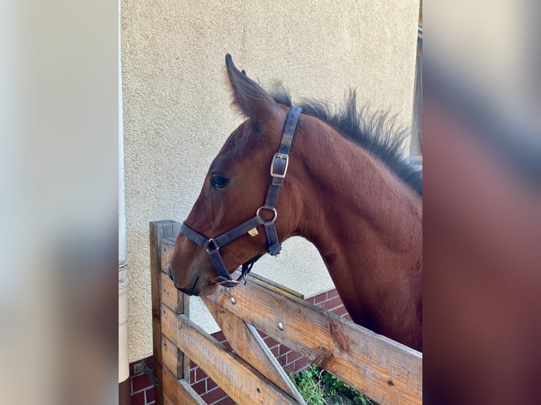 Hanovrien Étalon Poulain (05/2025) Bai in Braunschweig