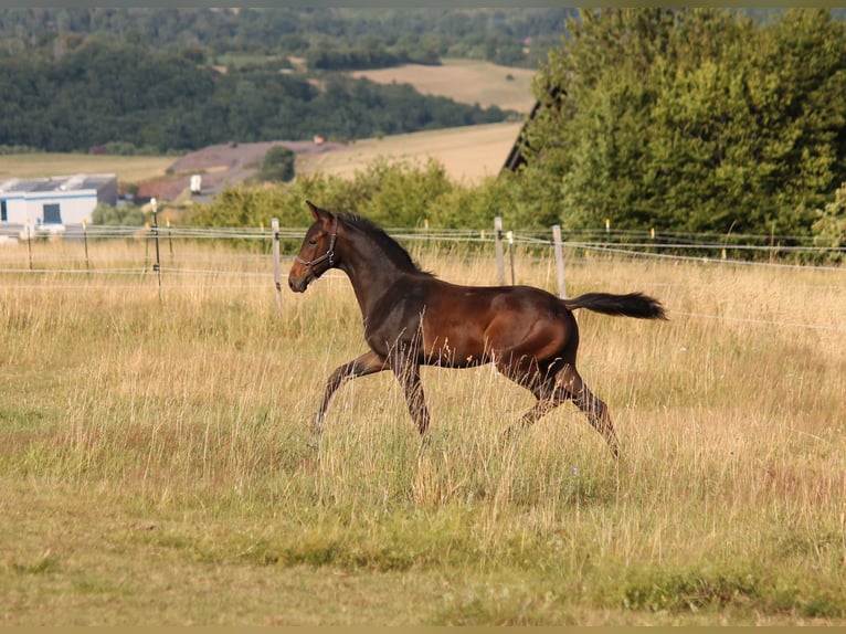 Hanovrien Étalon Poulain (04/2025) Bai brun in Bromskirchen