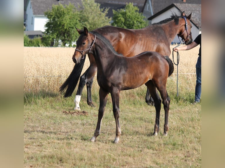 Hanovrien Étalon Poulain (04/2025) Bai brun in Bromskirchen