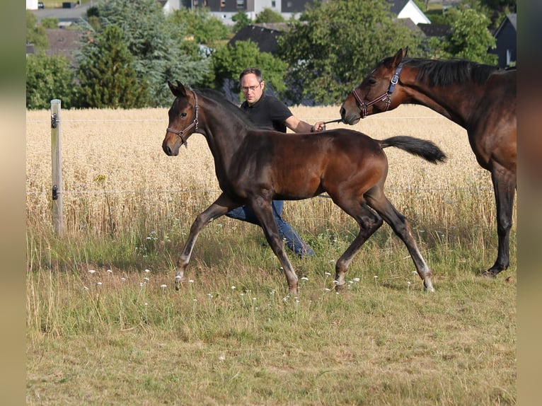 Hanovrien Étalon Poulain (04/2025) Bai brun in Bromskirchen