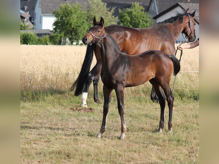 Hanovrien Étalon Poulain (04/2025) Bai brun in Bromskirchen