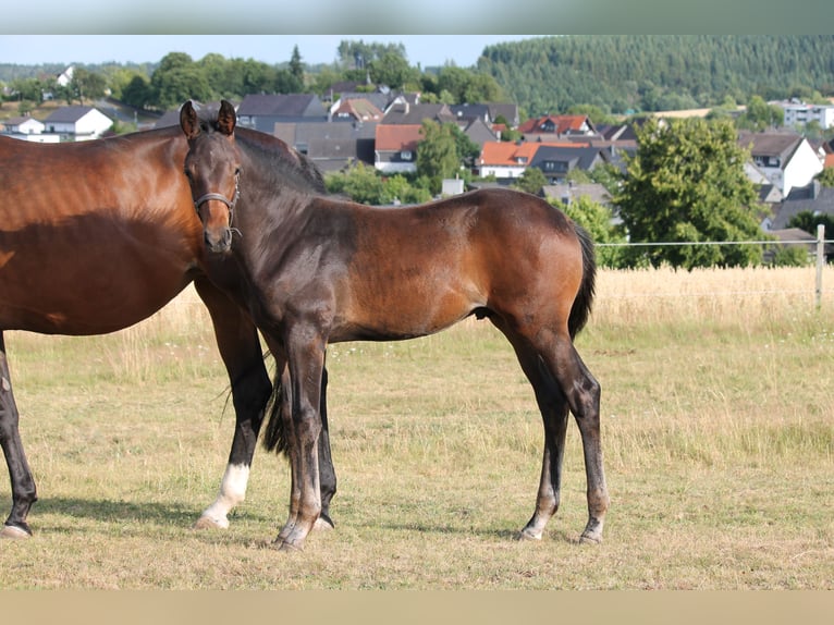 Hanovrien Étalon Poulain (04/2025) Bai brun in Bromskirchen