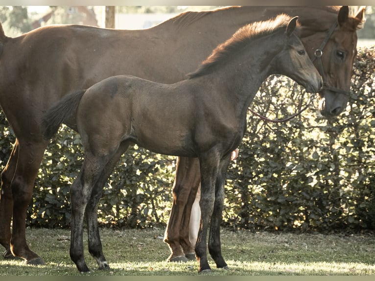 Hanovrien Étalon Poulain (05/2025) Bai brun in Rahden