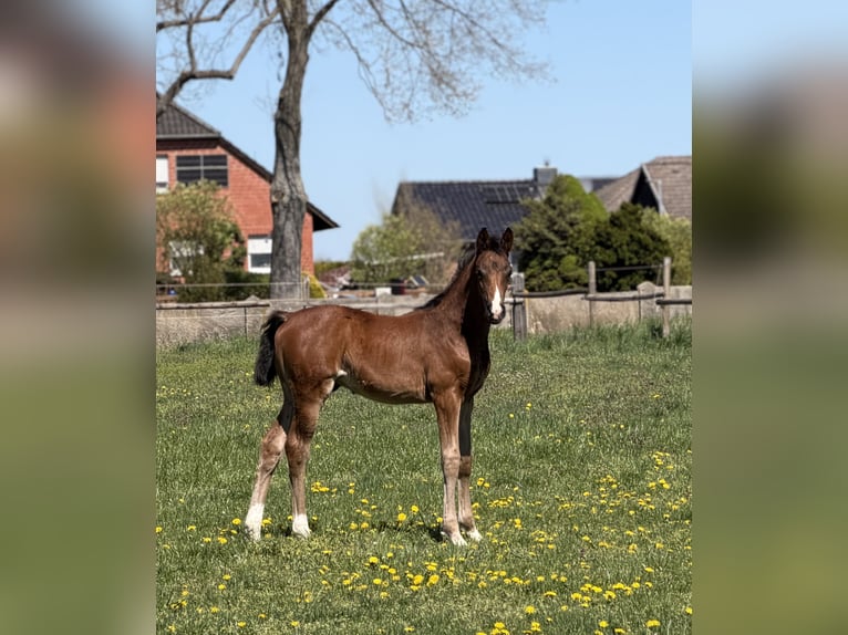 Hanovrien Étalon Poulain (02/2026) Bai brun in Velpke