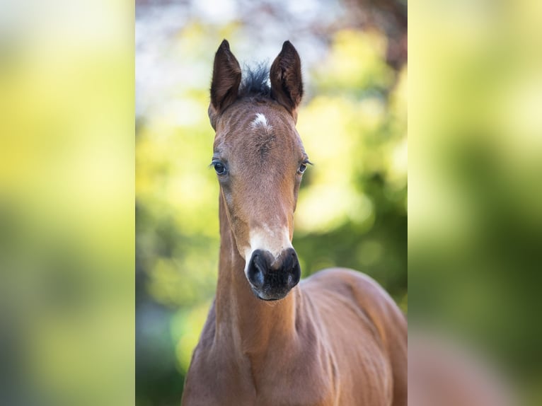 Hanovrien Étalon Poulain (03/2026) Bai brun in Nienhagen