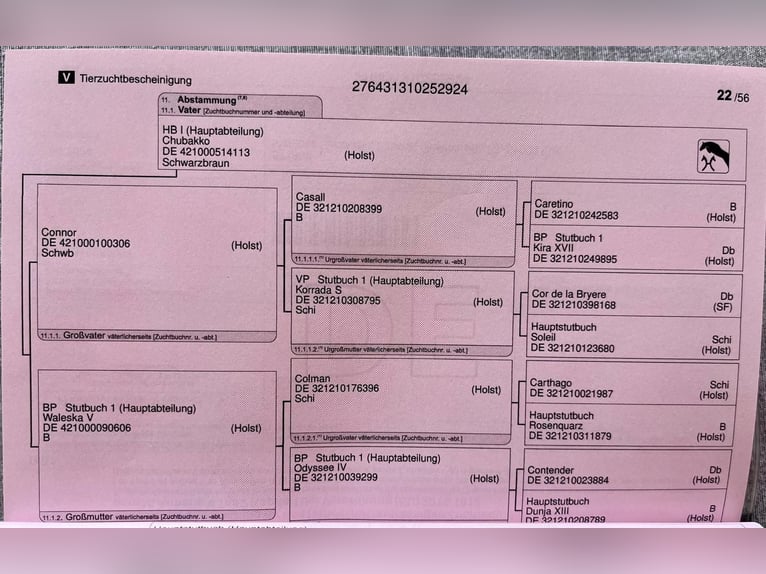 Hanovrien Étalon Poulain (04/2024) Bai brun in Elze