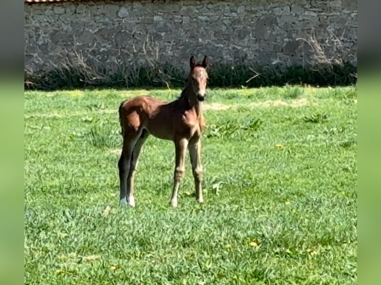 Hanovrien Étalon Poulain (03/2025) Bai brun in Emmerthal