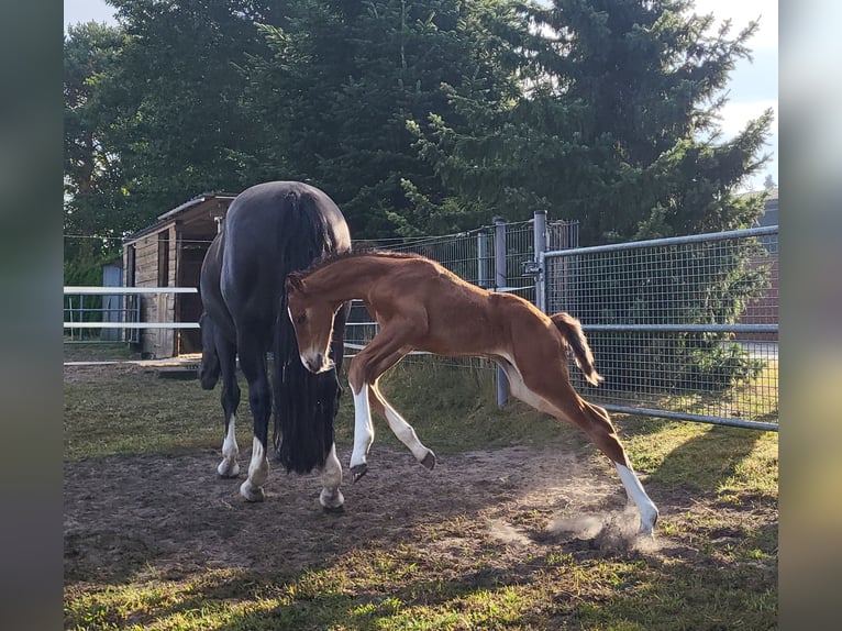 Hanovrien Étalon Poulain (07/2026) Bai brun in Heede