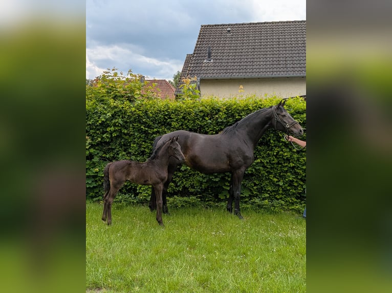 Hanovrien Étalon Poulain (05/2026) Bai brun foncé in Brome