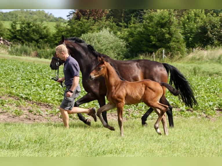 Hanovrien Étalon Poulain (05/2024) Bai brun foncé in Dorf Mecklenburg