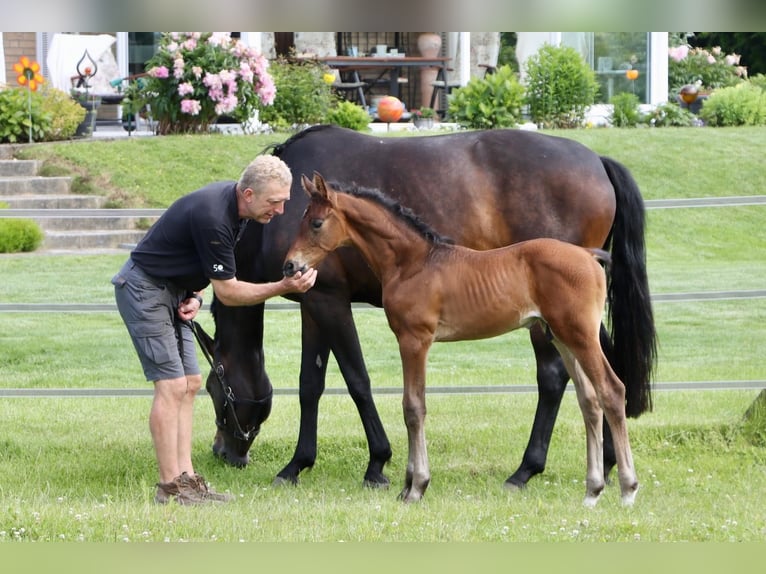 Hanovrien Étalon Poulain (05/2024) Bai brun foncé in Dorf Mecklenburg