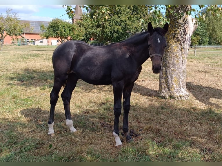 Hanovrien Étalon Poulain (04/2025) Bai brun foncé in Rodewald