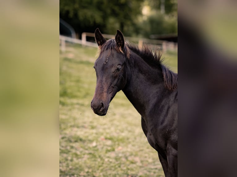 Hanovrien Étalon Poulain (05/2025) Bai brun foncé in Schmitten