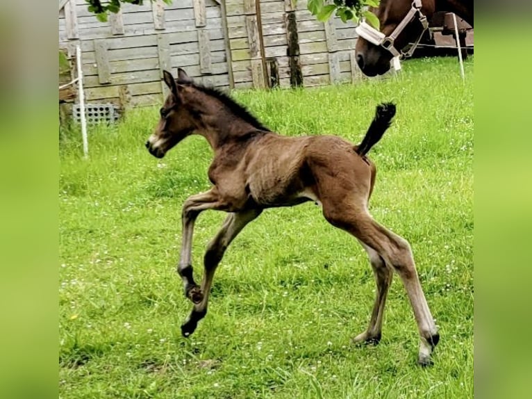 Hanovrien Étalon Poulain (05/2025) Bai in Fritzlar