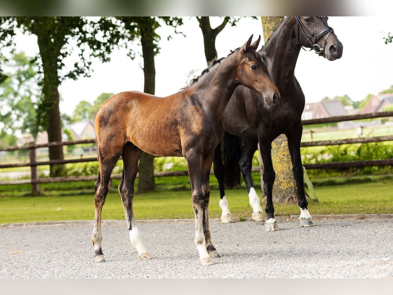 Hanovrien Étalon Poulain (05/2025) Bai in Bocholt