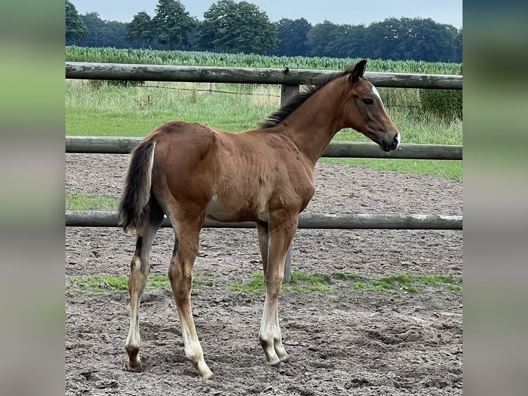 Hanovrien Étalon Poulain (01/2024) Bai in Wagenfeld