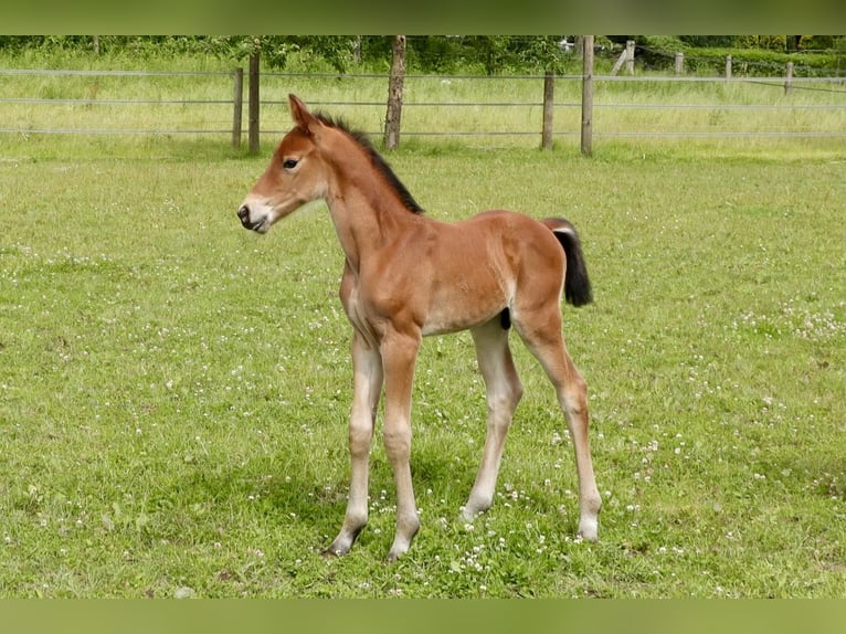 Hanovrien Étalon Poulain (06/2024) Bai in Dorf Mecklenburg/OT Rambow