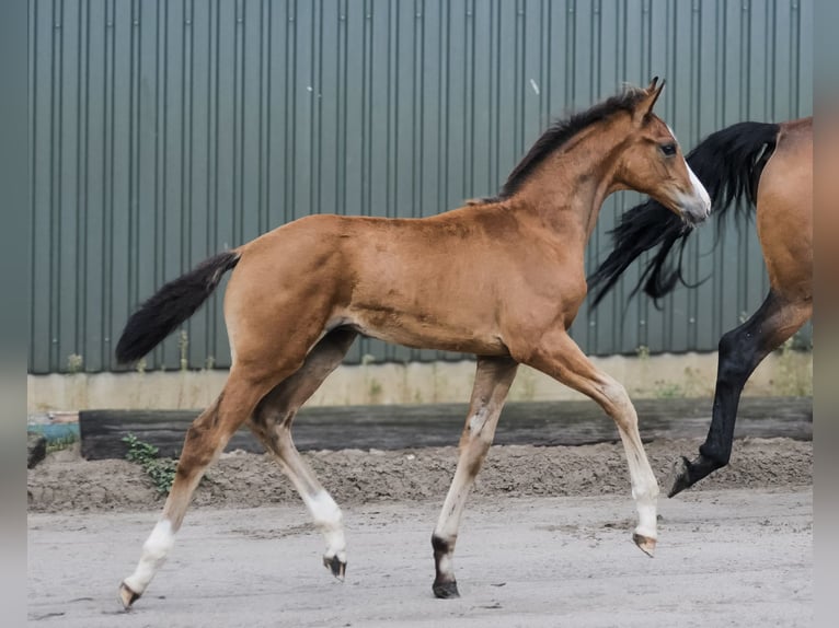 Hanovrien Étalon Poulain (05/2026) Bai in Cuxhaven