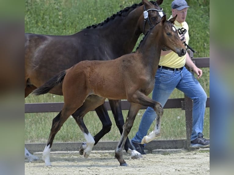 Hanovrien Étalon Poulain (04/2025) Bai in F&#xFC;rth