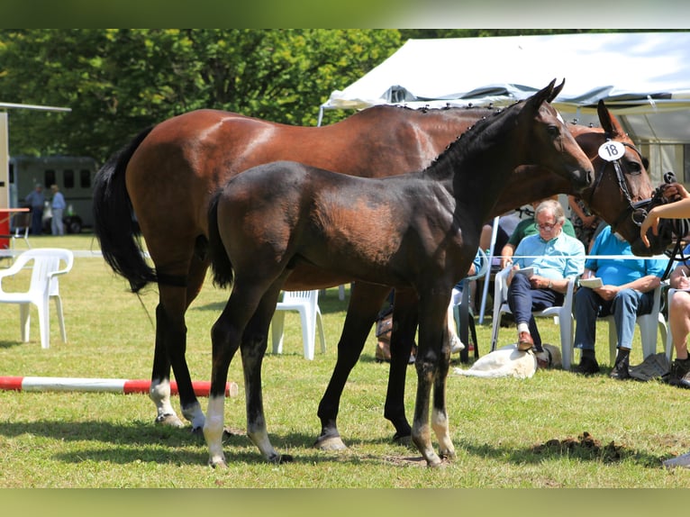 Hanovrien Étalon Poulain (04/2024) Bai in Lüchow