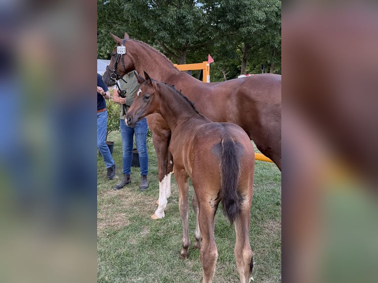 Hanovrien Étalon  Bai in Regesbostel