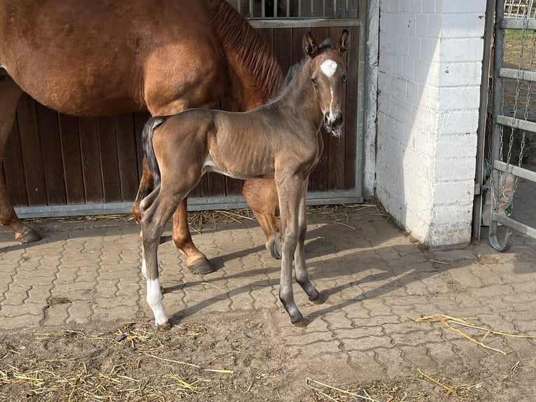 Hanovrien Étalon Poulain (04/2025) Bai in Trittau