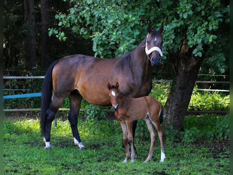 Hanovrien Étalon Poulain (06/2026) Bai in Achim