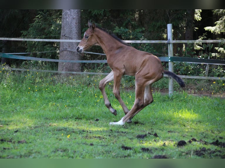 Hanovrien Étalon Poulain (06/2026) Bai in Achim