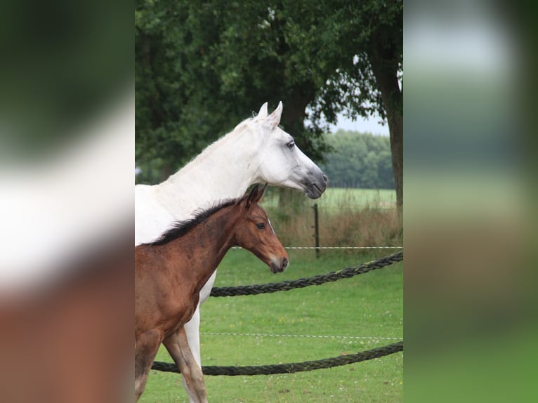 Hanovrien Étalon Poulain (05/2026) Bai in Friedeburg