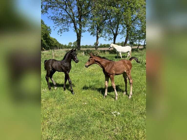 Hanovrien Étalon Poulain (05/2026) Bai in Friedeburg