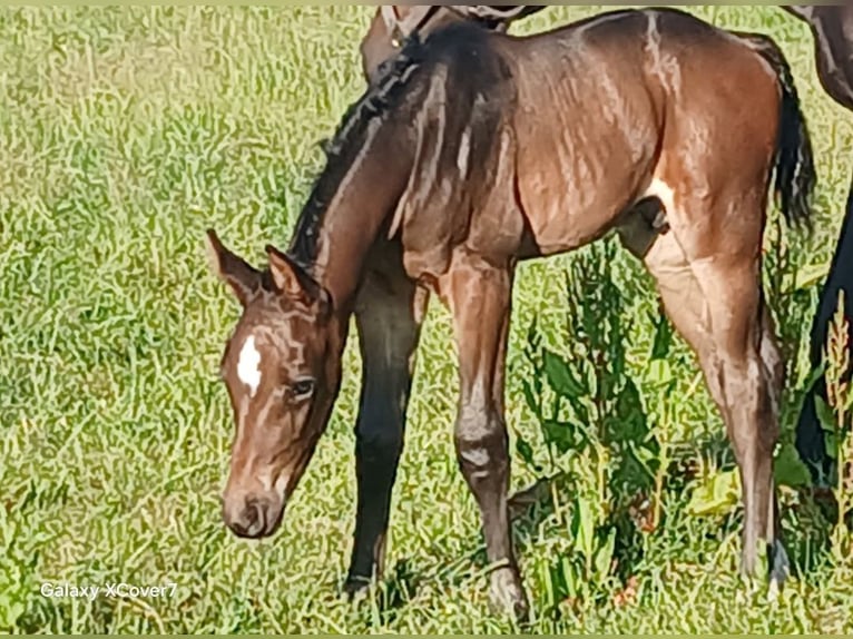 Hanovrien Étalon Poulain (06/2025) Bai in Lehrte