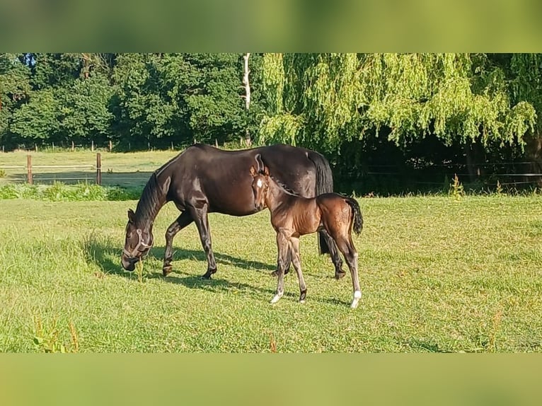 Hanovrien Étalon Poulain (06/2025) Bai in Lehrte