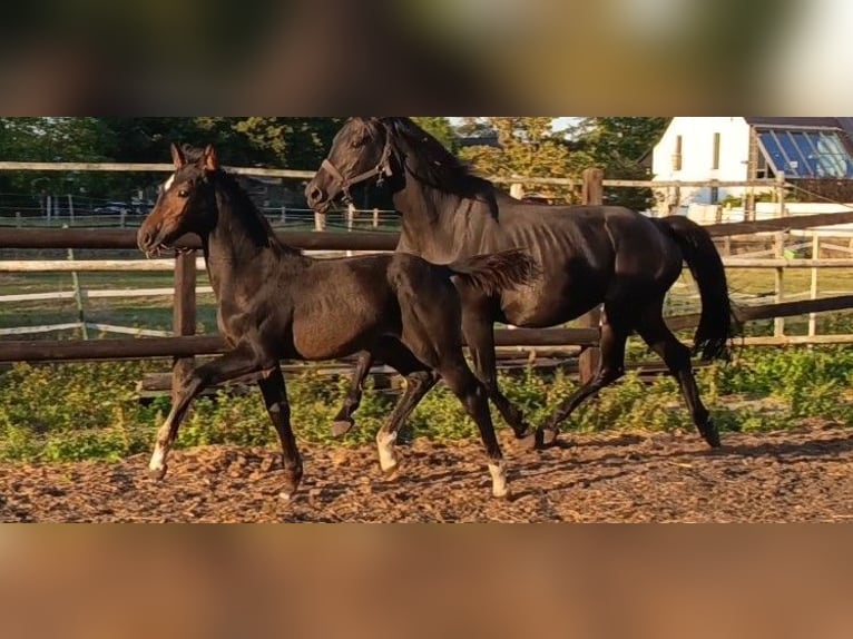 Hanovrien Étalon Poulain (06/2025) Bai in Lehrte