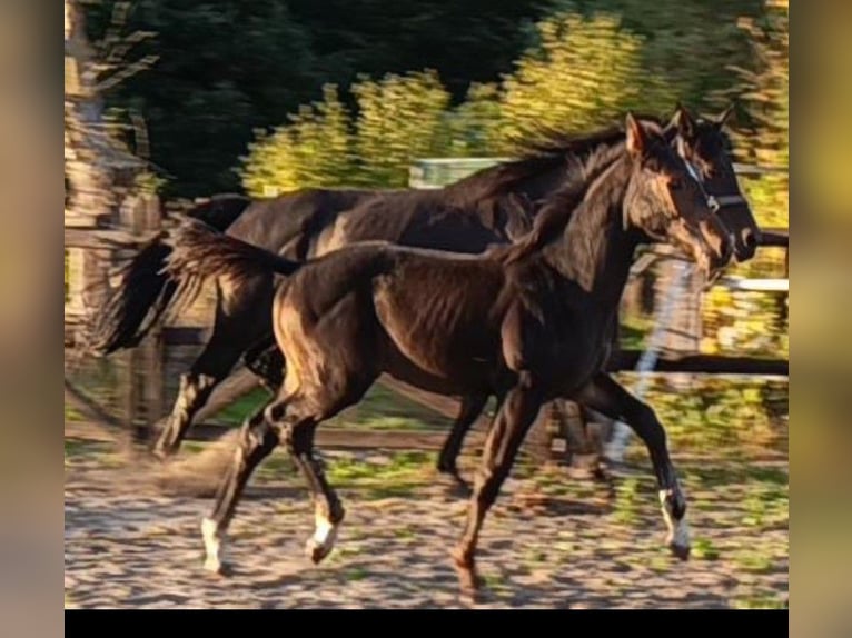 Hanovrien Étalon Poulain (06/2025) Bai in Lehrte
