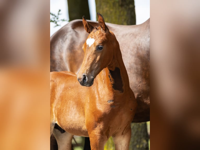 Hanovrien Étalon Poulain (06/2025) Bai in Bocholt