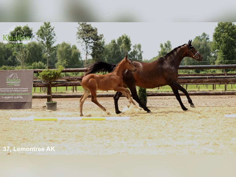 Hanovrien Étalon Poulain (06/2025) Bai in Bocholt