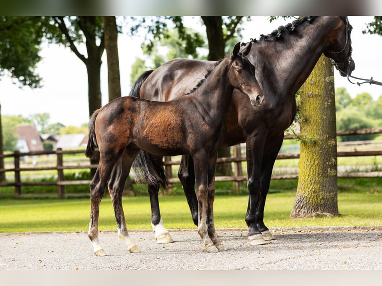 Hanovrien Étalon Poulain (04/2025) Bai in Bocholt