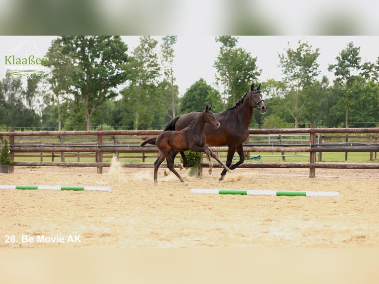 Hanovrien Étalon Poulain (04/2025) Bai in Bocholt